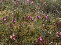 NL, Gelderland, Lochem, Stelkampsveld 47, Saxifraga-Hans Boll