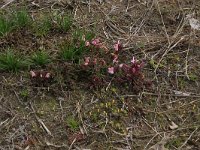 NL, Gelderland, Lochem, Stelkampsveld 48, Saxifraga-Hans Boll