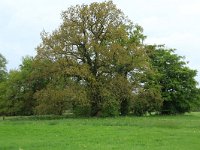 NL, Gelderland, Lochem, Stelkampsveld 54, Saxifraga-Hans Boll