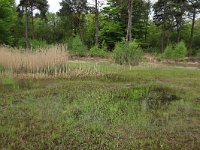 NL, Gelderland, Lochem, Stelkampsveld 57, Saxifraga-Hans Boll