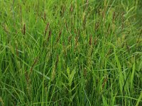 NL, Gelderland, Lochem, Stelkampsveld 58, Saxifraga-Hans Boll