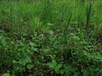 NL, Gelderland, Lochem, Stelkampsveld 7, Saxifraga-Hans Boll