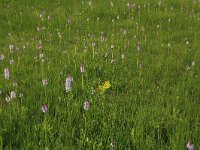 NL, Gelderland, Lochem, Stelkampsveld 74, Saxifraga-Hans Boll