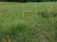 NL, Gelderland, Lochem, Stelkampsveld 79, Saxifraga-Hans Boll