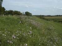 NL, Gelderland, Maasdriel, Hedel, Maasdijk 1, Saxifraga-Willem van Kruijsbergen