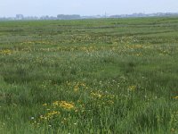 NL, Gelderland, Nijkerk, Arkemheen 12, Saxifraga-Hans Boll