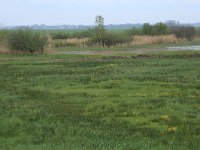 NL, Gelderland, Nijkerk, Arkemheen 13, Saxifraga-Hans Boll