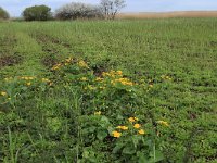 NL, Gelderland, Nijkerk, Arkemheen 14, Saxifraga-Hans Boll