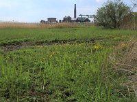 NL, Gelderland, Nijkerk, Arkemheen 16, Saxifraga-Hans Boll