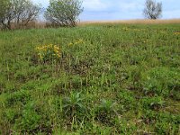 NL, Gelderland, Nijkerk, Arkemheen 17, Saxifraga-Hans Boll