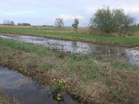 NL, Gelderland, Nijkerk, Arkemheen 7, Saxifraga-Hans Boll