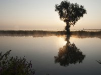 NL, Gelderland, Nijkerk, Polder Arkemheen 82, Saxifraga-Luuk Vermeer