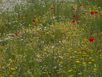 NL, Gelderland, Nunspeet, Veluwemeerkust 3, Saxifraga-Jan Nijendijk