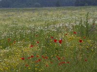 NL, Gelderland, Nunspeet, Veluwemeerkust 4, Saxifraga-Jan Nijendijk