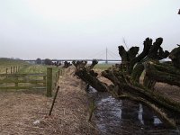 NL, Gelderland, Overbetuwe, Waal 3, Saxifraga-Rudmer Zwerver : Netherlands, creative nature, dutch, gelderland, grass, green, herveld, holland, knotwilg, landscape, landschap, nederland, pollard willow, river valley, rudmer zwerver, waal, waalbrug, wilg, willow