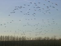 NL, Gelderland, Rheden, Havikswaard 15, Saxifraga-Henk Sierdsema