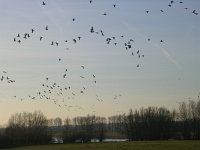 NL, Gelderland, Rheden, Havikswaard 16, Saxifraga-Henk Sierdsema