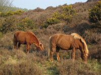 NL, Gelderland, Rheden, Herikhuizerveld 2, Saxifraga-Henk Sierdsema