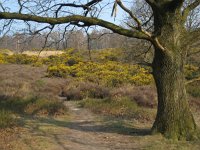 NL, Gelderland, Rheden, Herikhuizerveld 3, Saxifraga-Henk Sierdsema