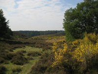 NL, Gelderland, Rheden, Herikhuizerveld 9, Saxifraga-Henk Sierdsema