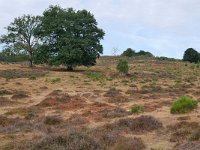 NL, Gelderland, Rheden, Herkhuizerveld 1, Saxifraga-Tom Heijnen