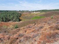 NL, Gelderland, Rheden, Herkhuizerveld 5, Saxifraga-Tom Heijnen