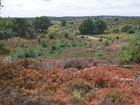 NL, Gelderland, Rheden, Herkhuizerveld 6, Saxifraga-Tom Heijnen