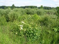 NL, Gelderland, Rheden, Hof te Rheden 14, Saxifraga-Henk Sierdsema