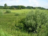 NL, Gelderland, Rheden, Hof te Rheden 15, Saxifraga-Henk Sierdsema