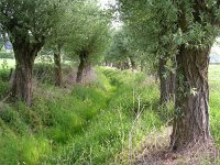 NL, Gelderland, Rheden, Hof te Rheden 24, Saxifraga-Henk Sierdsema