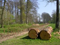 NL, Gelderland, Rheden, Hof te Rheden 4, Saxifraga-Henk Sierdsema