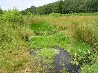 NL, Gelderland, Rheden, Laag Soerense Broek 3, Saxifraga-Henk Sierdsema