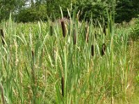 NL, Gelderland, Rheden, Laag Soerense Broek 5, Saxifraga-Henk Sierdsema