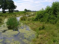 NL, Gelderland, Rheden, Laag Soerense Broek 6, Saxifraga-Henk Sierdsema