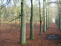 NL, Gelderland, Rheden, Middachten 11, Saxifraga-Henk Sierdsema