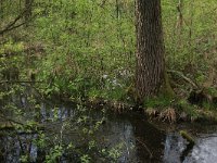 NL, Gelderland, Rheden, Middachten 27, Saxifraga-Hans Boll