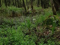 NL, Gelderland, Rheden, Middachten 39, Saxifraga-Hans Boll