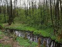 NL, Gelderland, Rheden, Middachten 40, Saxifraga-Hans Boll