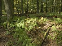 NL, Gelderland, Rheden, NP Veluwezoom, Herikhuizen 7, Saxifraga-Jan van der Straaten