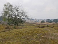 NL, Gelderland, Rheden, Nationaal Park Veluwezoom 5, Saxifraga-Tom Heijnen