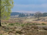 NL, Gelderland, Rheden, Nationaal Park Veluwezoom 9, Saxifraga-Tom Heijnen