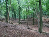 NL, Gelderland, Rheden, Nationaal Park Veluwezoom near De Steeg 1, Saxifraga-Tom Heijnen