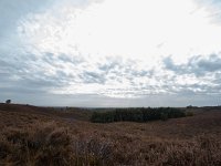 NL, Gelderland, Rheden, Posbank 1, Saxifraga-Bart Vastenhouw