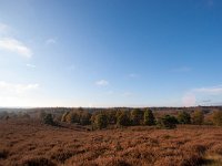 NL, Gelderland, Rheden, Posbank 3, Saxifraga-Bart Vastenhouw