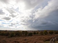 NL, Gelderland, Rheden, Posbank 4, Saxifraga-Bart Vastenhouw