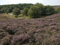 NL, Gelderland, Rheden, Rhedensche Heide 13, Saxifraga-Jan van der Straaten