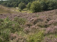 NL, Gelderland, Rheden, Rhedensche Heide 14, Saxifraga-Jan van der Straaten