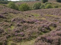 NL, Gelderland, Rheden, Rhedensche Heide 15, Saxifraga-Jan van der Straaten