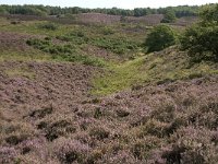 NL, Gelderland, Rheden, Rhedensche Heide 16, Saxifraga-Jan van der Straaten