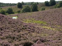 NL, Gelderland, Rheden, Rhedensche Heide 18, Saxifraga-Jan van der Straaten